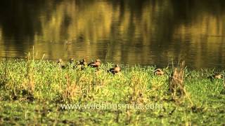 Brahminy duck in Kanha National Park [upl. by Troth]