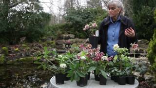 All About Hellebores [upl. by Nayek]