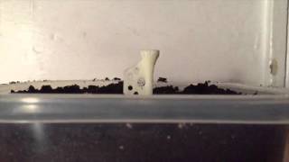 3D printed golf tee test [upl. by Urquhart]