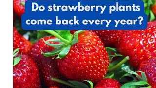 Do strawberry plants come back every year [upl. by Ruby]