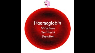 Part 3 Haemoglobin  Structure Synthesis Types and Function [upl. by Ariada53]