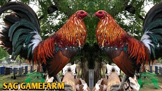 Spangled Hatch Grey Albany  SAG Gamefarm 💯🐓🐓🐓💥💥💥💥💥💥 [upl. by Clementi]