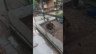 kalkun ayamkalkun turkey hewanlucu hewanpeliharaan hewanunik animallover lucu cute ayam [upl. by Nahsab]