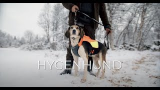 Norske hunderaser Hygenhund [upl. by Salokcin414]