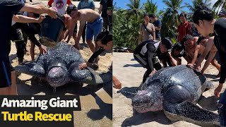 People help GIANT leatherback sea turtle crawl back into the sea  Sea turtle rescue [upl. by Cynar133]