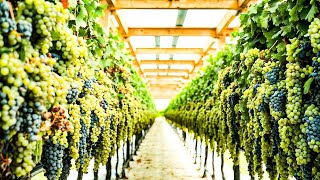 DRIED FRUITS Making Process from Grapes Dates Figs Avocado in Factory  Dried Fruit Production [upl. by Gnahk]