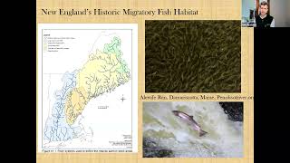 Managing the River Commons History Fisheries Conservation and Dam Removal in New England [upl. by Atiuqahs]