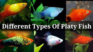 Different Types of Platy Fish  33 [upl. by Joost]