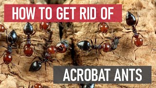 How to Get Rid of Acrobat Ants DIY Ant Control [upl. by Patrica191]