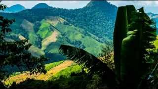 Thailand Jungle  Forest Sounds [upl. by Clareta]