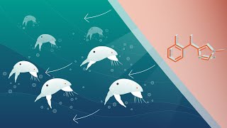 Selektope mode of action  Lifecycle of a barnacle [upl. by Star]