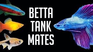 Compatible Tank Mates for Betta Fish [upl. by Vanzant]