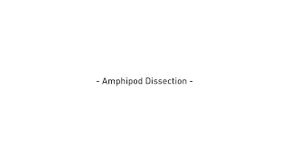 Amphipod Dissection [upl. by Skill]