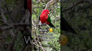 Stunning King Parrot Sounds and Wink birds parrot tricks [upl. by Tniassuot164]