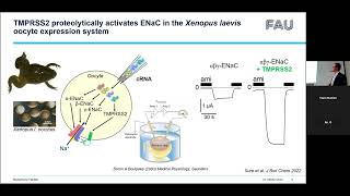 Alexandr Ilyaskin  Structurebased analysis of proteolytic and ligandmediated ENaC activation [upl. by Jinny224]