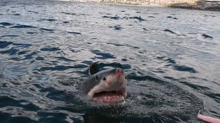 Victim Fights Off Shark for 3 Hours [upl. by Nabatse]