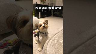 How did Sparky react dog puppy funnypup cute pets [upl. by Richella106]