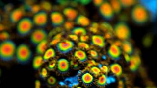 100mm Macro Coral Shots By Reefer831 [upl. by Malamud]