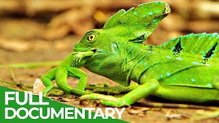 Wildlife Instincts Survival Techniques  Iguana vs Basilisk  Free Documentary Nature [upl. by Vasileior]