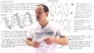 Secondary Structure of Proteins [upl. by Gillead]