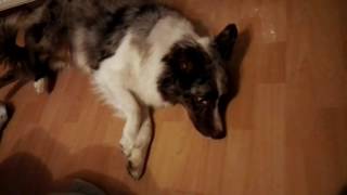 Epilepsie Hund Australian Shepherd Krampf Anfall [upl. by Euqilegna]