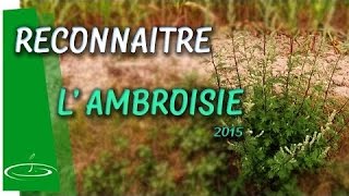 Ambroisie ou armoise reconnaître la plante invasive  2015 [upl. by Cimah]