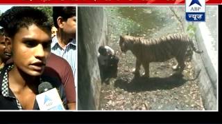 Witness narrates the whole incident of Delhi zoo says youth slipped and fell into its enclosure [upl. by Retrak]