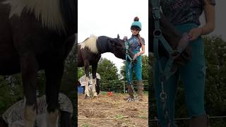 Working on legs amp haltering with ischia 💞🥰 shorts horsemanship love [upl. by Notniuq904]