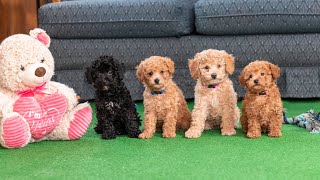 Mini Poodle Puppies 8 weeks old  Playtime and Exercise [upl. by Helas]