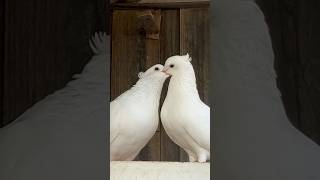 Shahid pigeon chanel pigeon kabootar bird lovepigeon pet [upl. by Sicard]