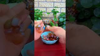 How to growing flowers in plate put in home so beautiful garden plants flower diy [upl. by Anoniw]