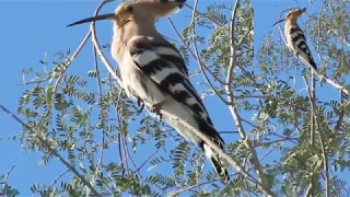 Hoopoe National Bird of Israel [upl. by Ludie]