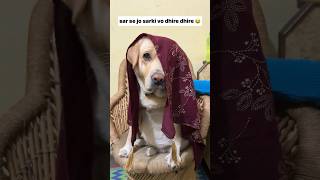 sar se jo sarki 😂  labra rubi  youtubeshorts shorts labrador dog funny memes viralshort [upl. by Greenquist150]