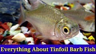 Everything About Tinfoil Barb Fish [upl. by Angelico]