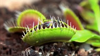 Top 10 Deadly Carnivorous Plants That Eat Insects and Animals Will Shock You [upl. by Rossner]