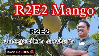 R2E2 MANGO REVIEW [upl. by Ahselrak669]