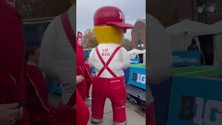 Lil Red Nebraska Huskers Football Game youtubeshorts 2024 trending football [upl. by Ttayh914]