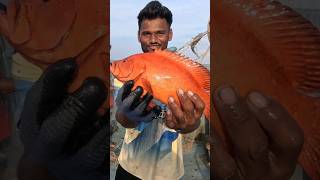 खोल समुद्रामध्ये सापडला लाल एकरु मासा Deep sea fishing boat seafood grouper india [upl. by Fregger561]