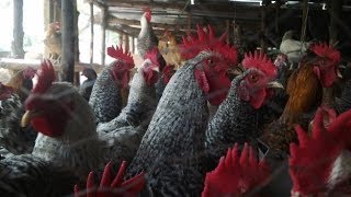 ON THE FARM Commercial Poultry Farming in Uganda Kuroiler Chicken Okulunda Enkoko KUKU [upl. by Daiz]