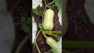 Companion Planting Radishes Next To Squashed and Cucumbers [upl. by Nnyltiak]