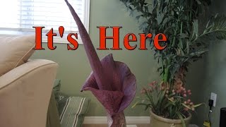 Amorphophallus Konjac is Blooming [upl. by Kauffman]