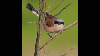 Сорокопуд Терновий  Redbacked Shrike  Обыкновенный жулан [upl. by Maharva889]