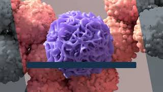 Endoplasmic reticulum stress promotes immunosuppression via exosomal PDL1 in mouth cancer [upl. by Anasiul918]