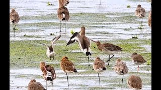 Godwit jabs a sleeping bird and walks away [upl. by Lonier]