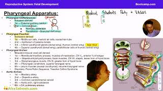 pharyngeal apparatus — сделано в Clipchamp [upl. by Cohn]