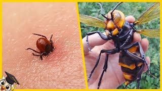 Los 10 Insectos más Peligrosos del Mundo [upl. by Dinan]