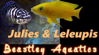 How to keep and breed Neolamprolagus leleupi and Julidochromis transcriptus [upl. by Aram50]