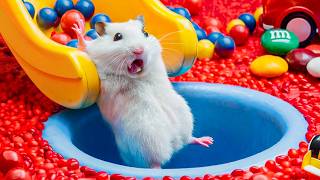 🐹Hamster Escapes Ball Pit Pool  Adorable Hamster Adventures [upl. by Aryamo]