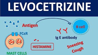 Levocetirizine  Mechanism side effects kinetics and uses [upl. by Crista410]