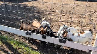 We added FIVE Fainting Goats [upl. by Aivatnohs]